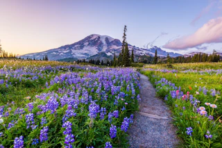 Mount Rainier National Park Adobe Stock 331966110 large